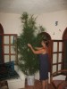 costa maya christmas tree7_1.JPG